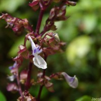 Coleus malabaricus Benth.